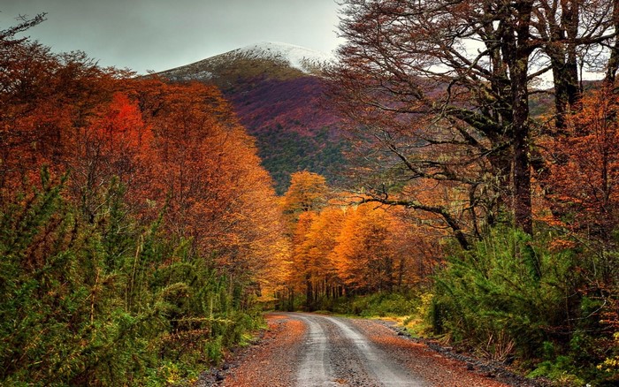 Autumn forest road leading to a snow-capped mountain