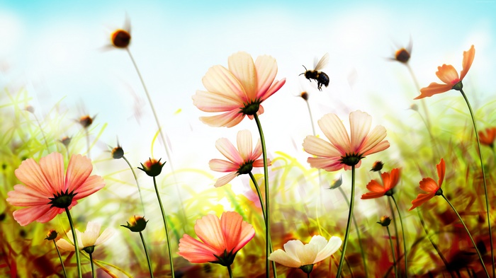 Cosmos flowers with a bee in 4K
