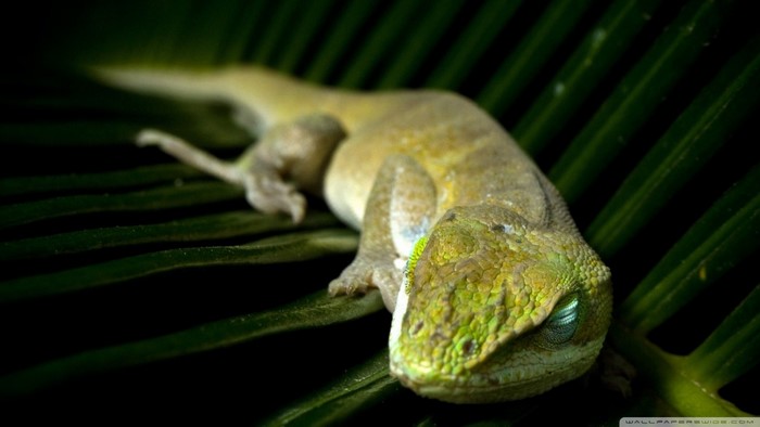 Close-up of a green gecko resting on leaves
