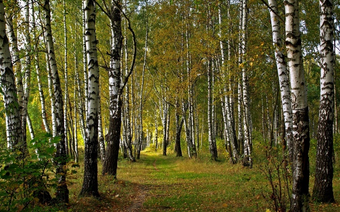 A path through a birch forest in autumn