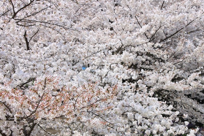 Cherry blossoms in full bloom with a blue bird