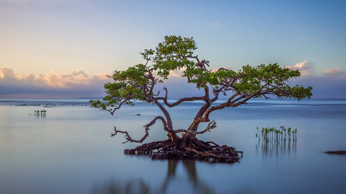 Mangrove tree with exposed roots in calm water at sunrise