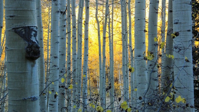 Aspen trees with yellow leaves in sunlight