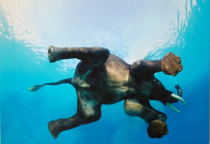 Elephant swimming underwater