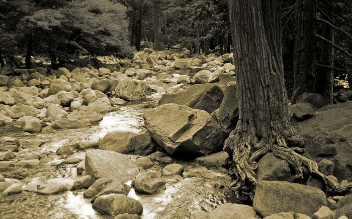 Rocky stream bed with trees