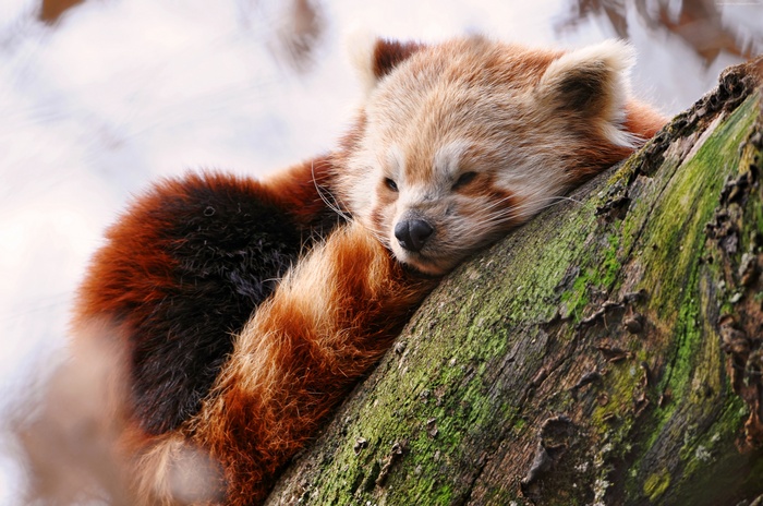 Red panda sleeping on a tree branch