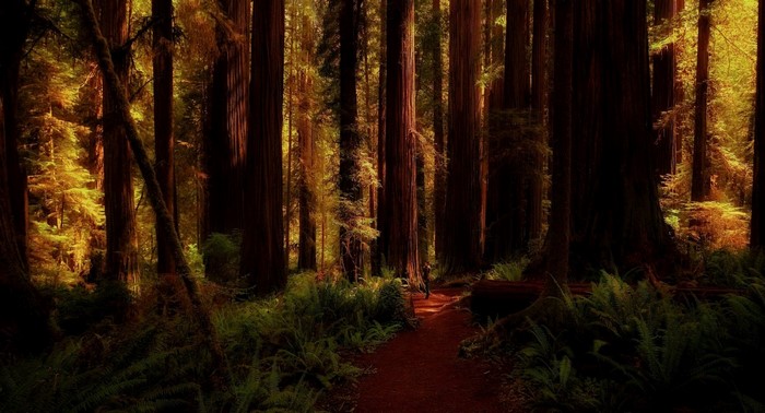 Redwood forest with sunlight filtering through trees
