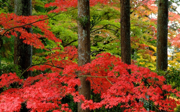 Red Maple Leaves and Trees in Autumn