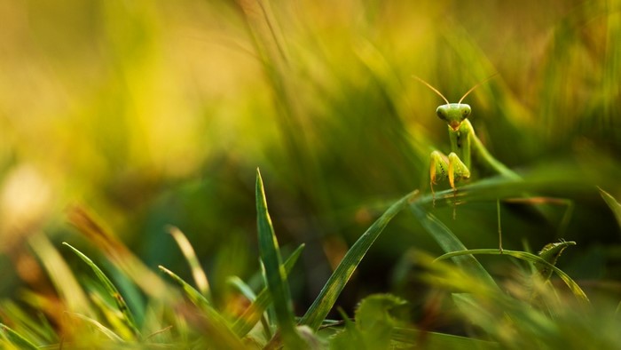 Praying Mantis on grass in sunlight