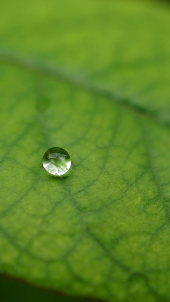 Close-up of a water drop on a green leaf