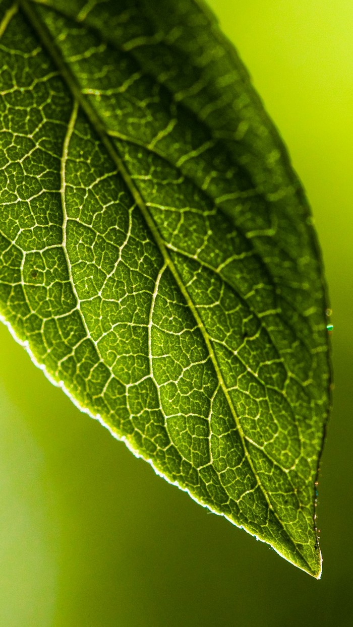 Close-up of a green leaf with visible veins