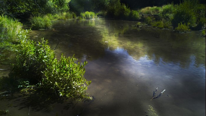 A tranquil pond surrounded by lush green foliage