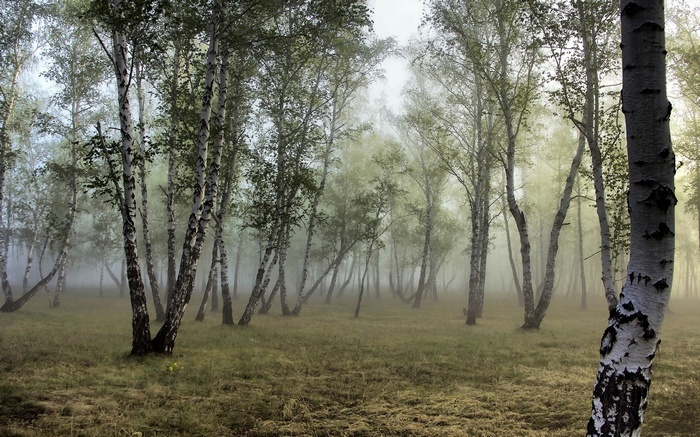 Misty birch forest with grass and trees