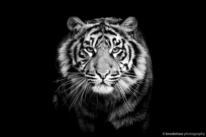 Monochrome close-up of a tiger's face