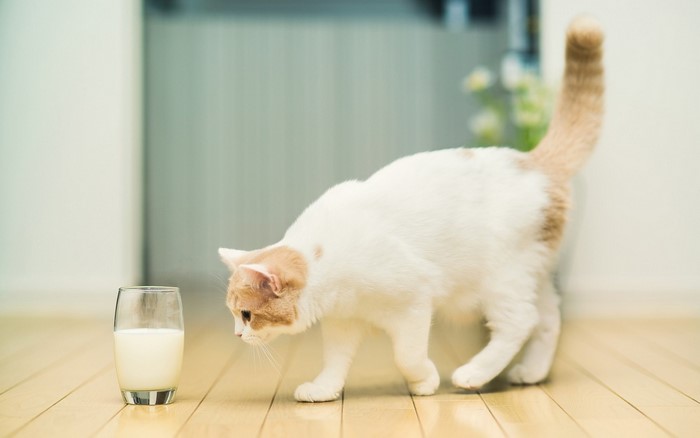 White and orange cat looking at a glass of milk
