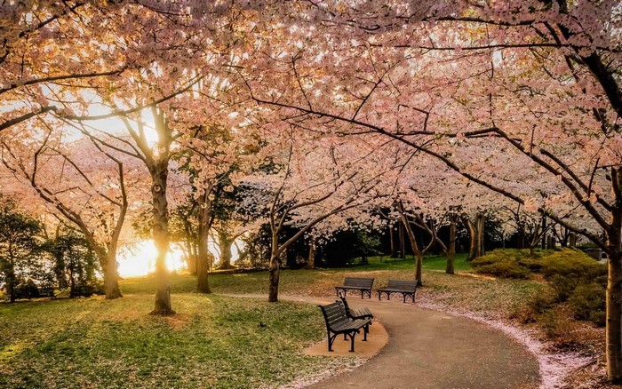 Park path lined with cherry blossom trees at sunset