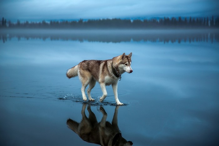 Siberian Husky walking on water with reflection