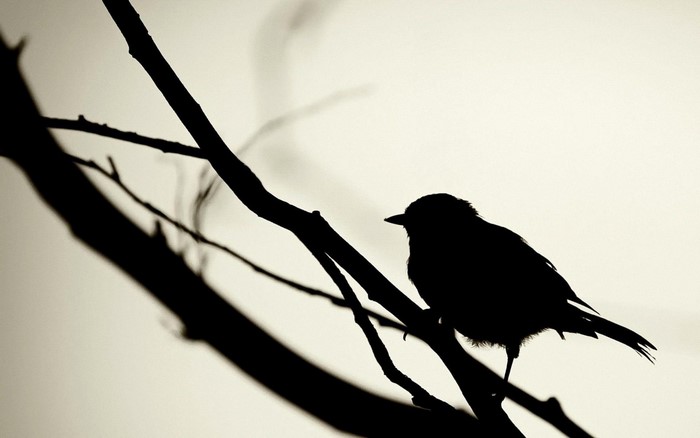 Silhouette of a bird perched on a branch