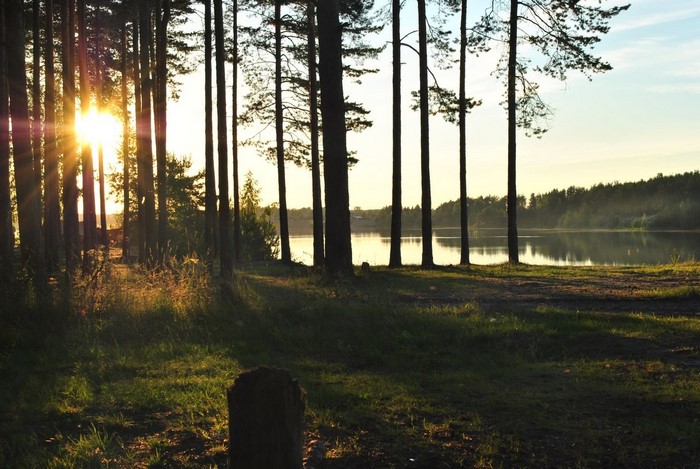 Sunlight filtering through trees by a lake at dawn
