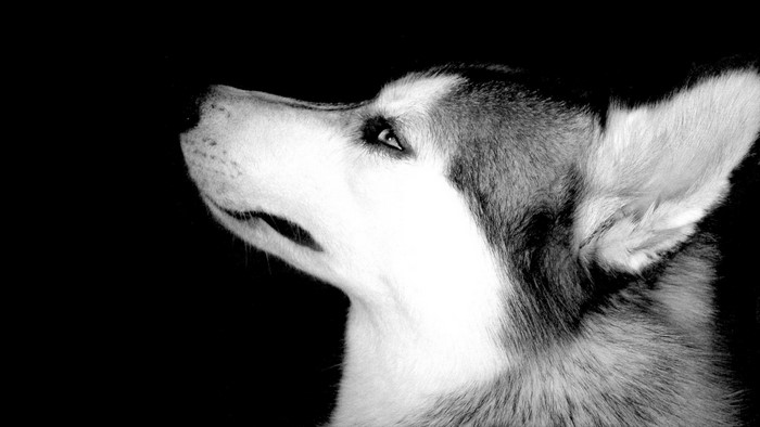 Monochrome close up of a Siberian Husky's face