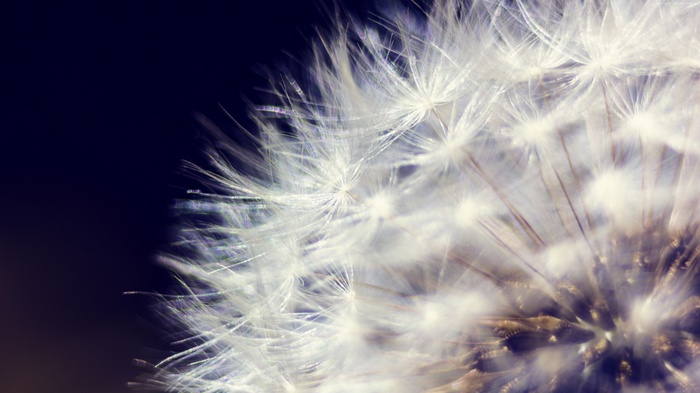 Macro view of a Dandelion seed head