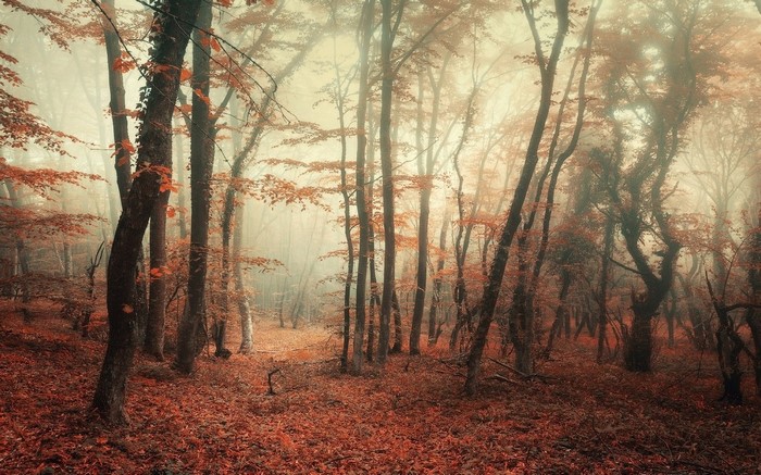 Misty autumn forest with fallen leaves