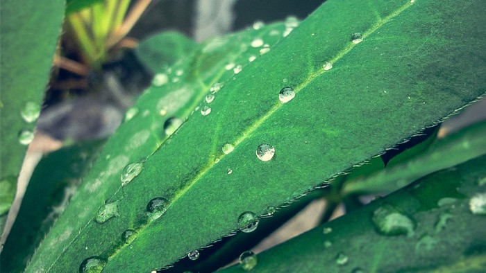 Close-up of green leaves with water droplets