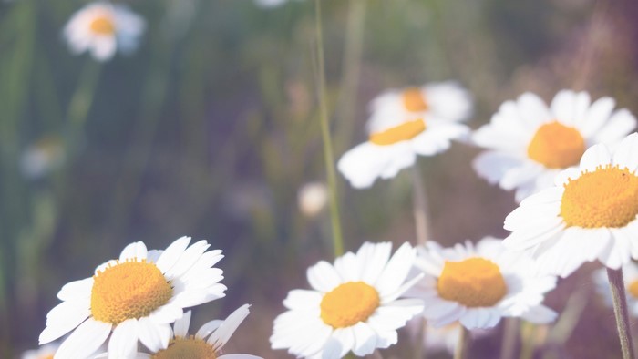 Close-up of daisies with yellow centers in sunlight