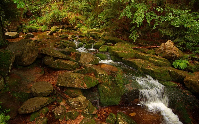 A stream flows over moss-covered rocks in a forest.