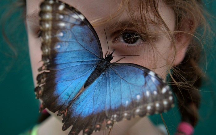 Close-up of a blue butterfly on a child's face