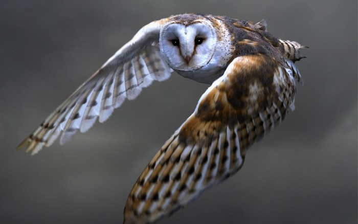 Majestic Barn Owl in Flight with Spread Wings