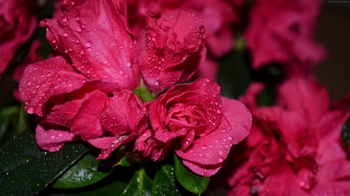 Pink azaleas with water drops