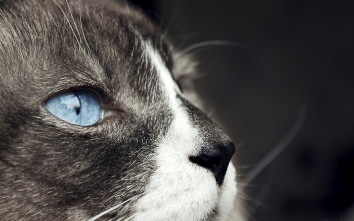 Close up of a cat's blue eye and nose