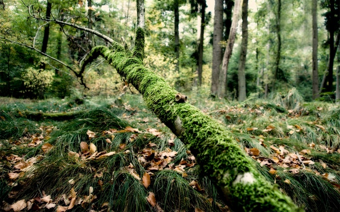 Moss-covered fallen tree in a forest