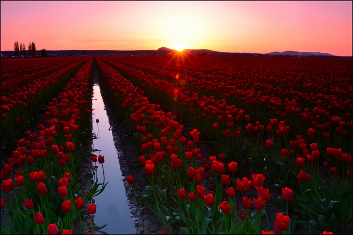 Red Tulip Fields at Sunset in Skagit Valley, Washington