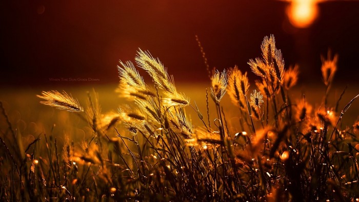 Golden wheat stalks at sunset with text overlay