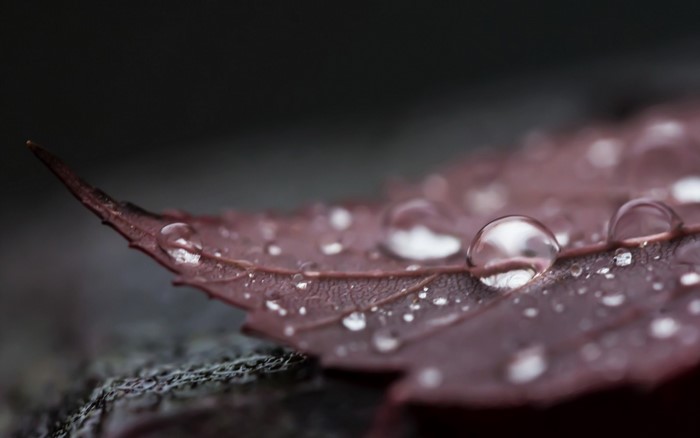Macro photography of water drops on a red leaf