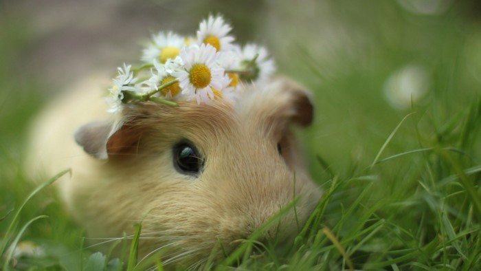 Guinea pig wearing a flower crown in grass