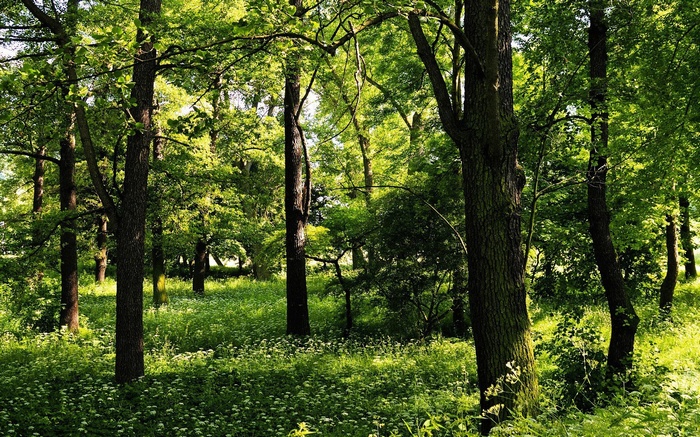 Sunlit forest with green trees and white flowers