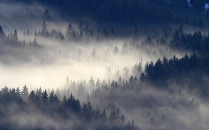 Misty forest with sunlight filtering through trees