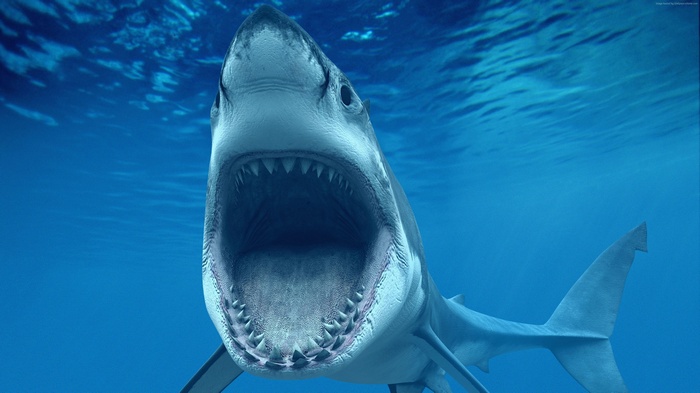 underwater, sharks, 4k, wallpaper, White Shark, blue water, Caribbean, tourism, diving, Aruba, jaws, Worlds best diving sites