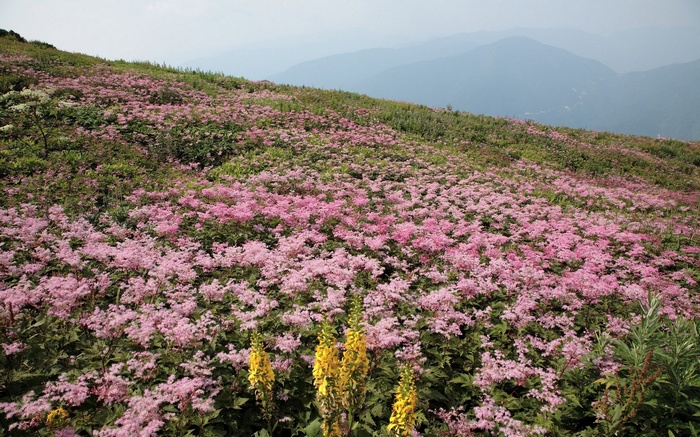 Field of pink and yellow flowers on a mountain slope