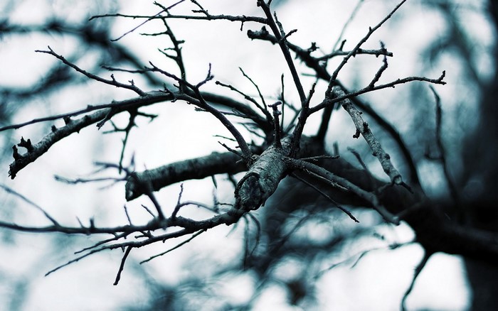 Close-up of bare tree branches against a muted sky