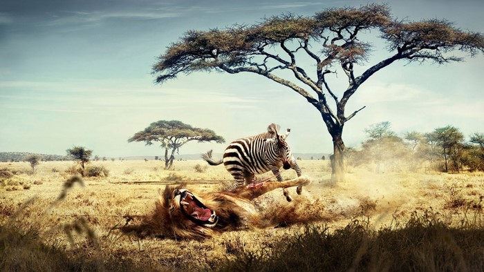 Lion attacking a zebra in the savanna