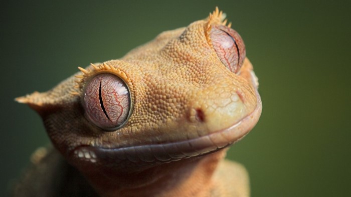 Close up of a crested gecko's head