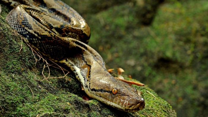 Python snake on mossy rocks in nature