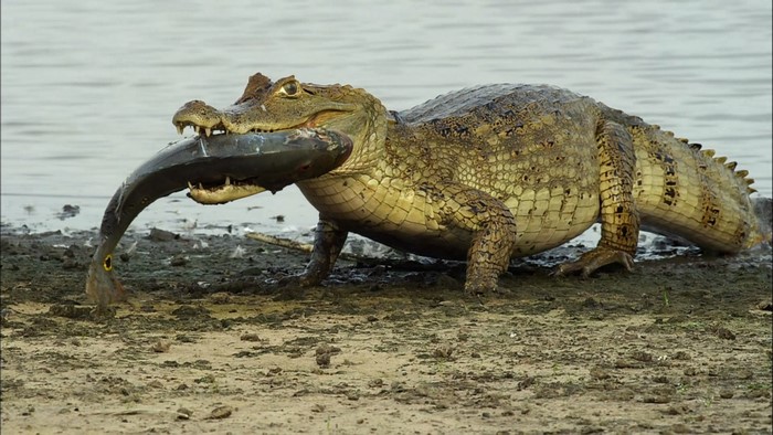 Crocodile carrying a large fish in its mouth on the shore