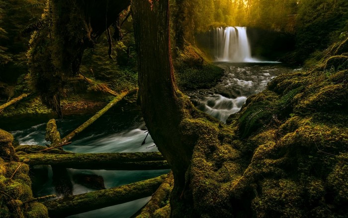 Mossy forest with a waterfall and river