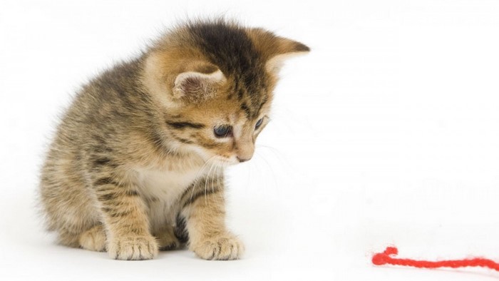 Kitten looking at red yarn