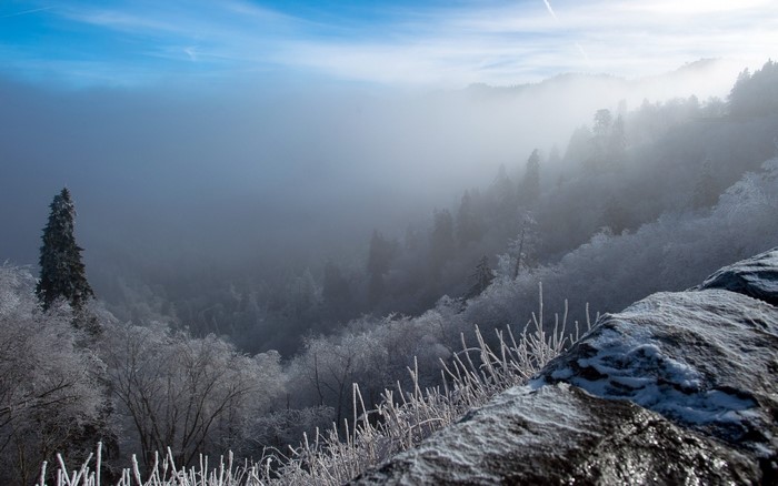 Winter valley with mist and frost covered trees